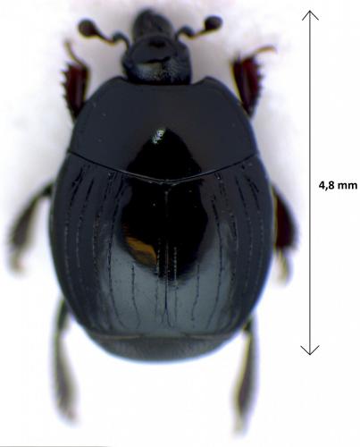 Réf. 274 903 : Margarinotus punctiventer